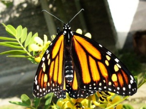 Monarch20Imago01-32