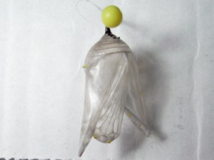 MonarchOldChrysalis