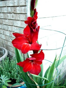 'Black Walnut' gladiolus